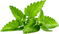 ddos网页端源码
